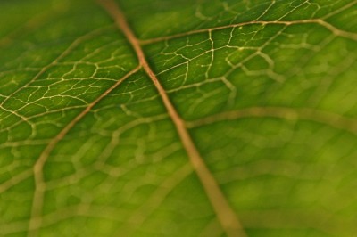 017 // Sunlight illuminates the veins of a leaf.