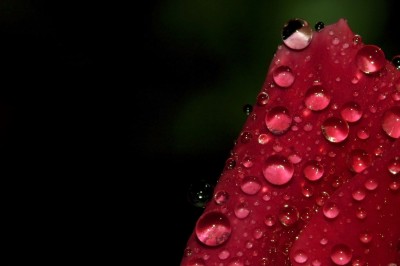 023 // Water drops upon a rose petal.